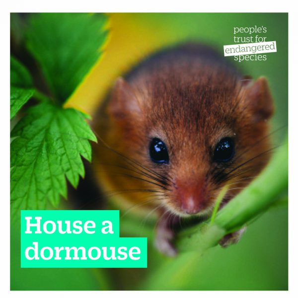 Dormouse gift for nature