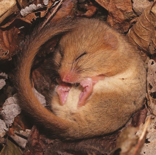 Pack of 10 Sleepy Dormouse Christmas Cards - PTES Shop