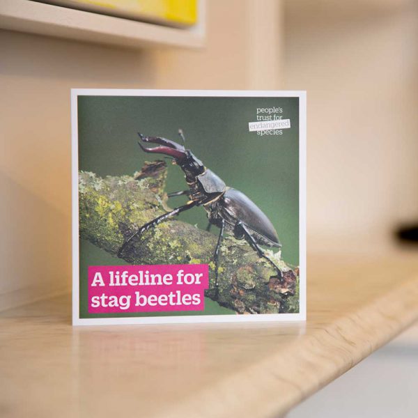Gift-for-nature-PTES-Donation-gift-card-stag-beetle.jpg