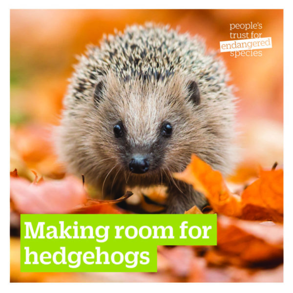 Gifts for nature hedgehog