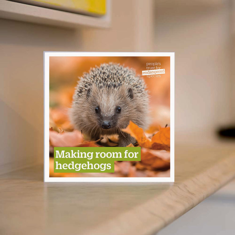 Gift-for-nature-PTES-Donation-gift-card-hedgehog