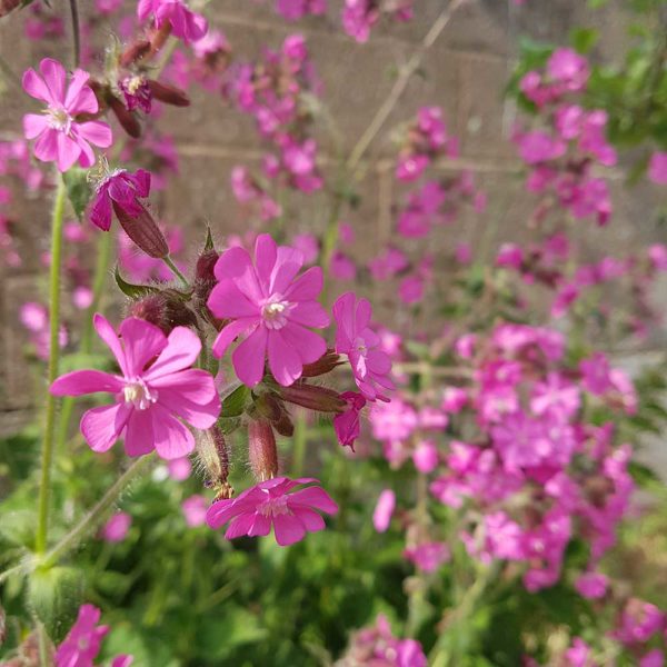 Red-campion-5-seedball-ptes