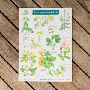 Woodland-Plants-FSC-Guide-1-PTES