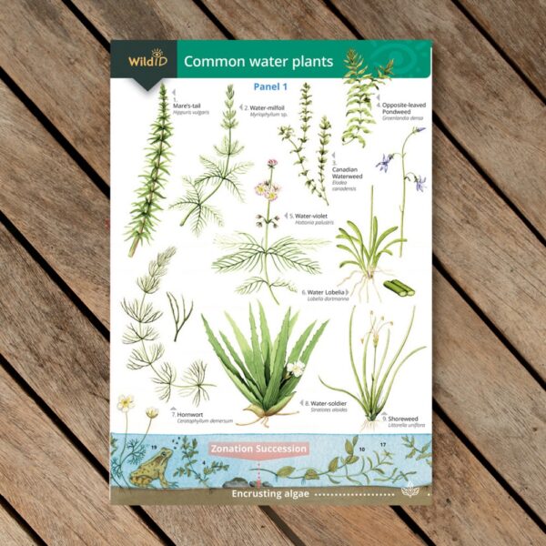 FSC Common water plants guide ID