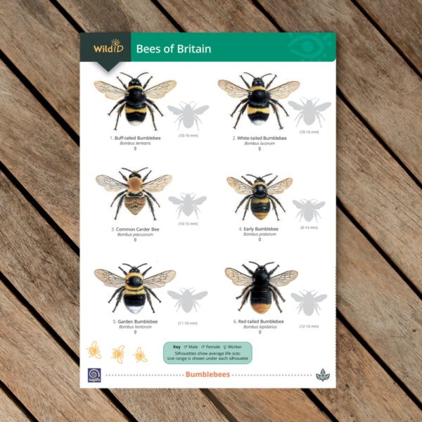 FSC bees guide ID