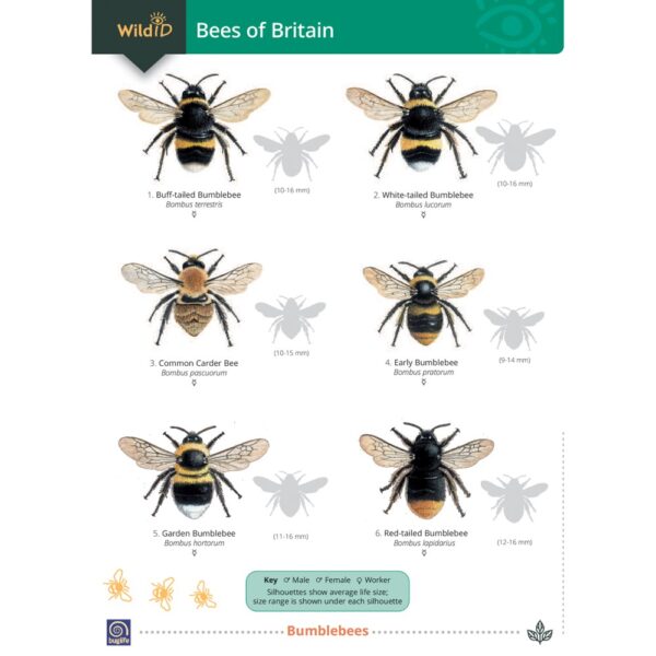 OP119 Bees of Britain-FSC Guide