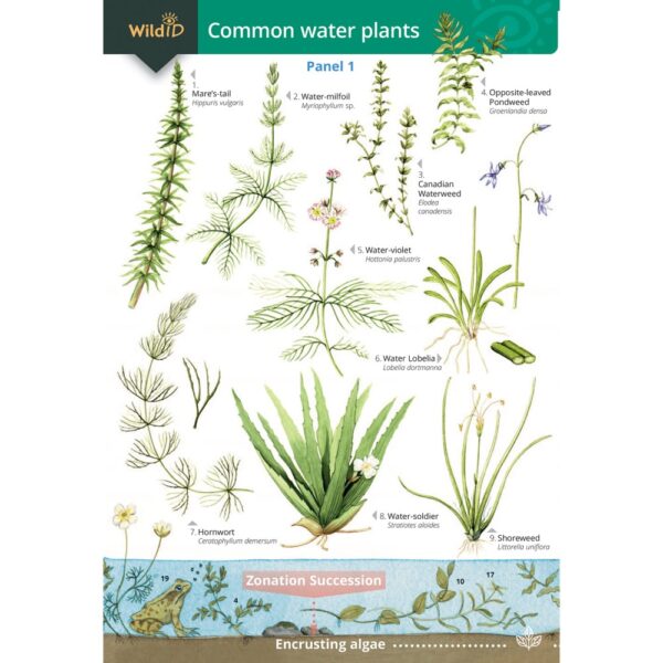 OP57 Common Water plants-FSC guide