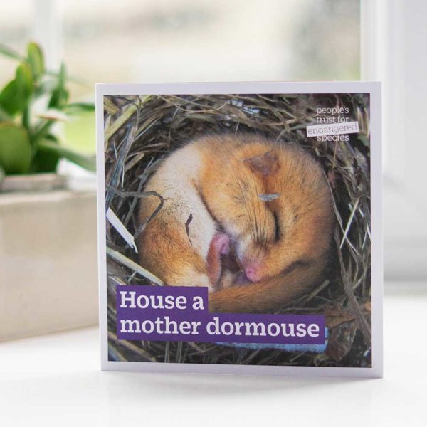 Gift-for-Nature-House-a-mother-dormouse-gift-card