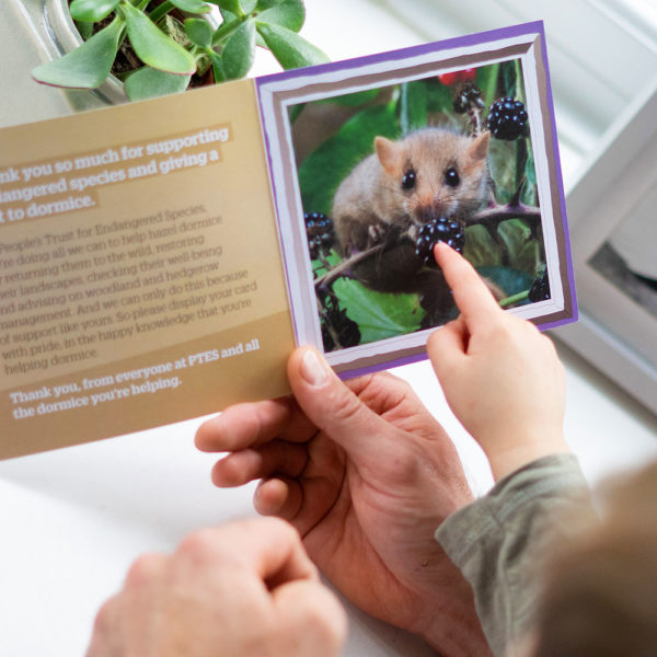 Gift-for-Nature-House-a-mother-dormouse-gift-card