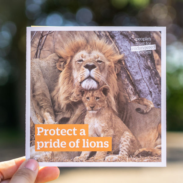 Protect a pride of lions Gift for Nature gift card