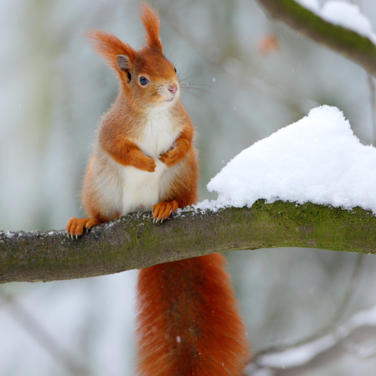Red squirrel A6 Christmas card