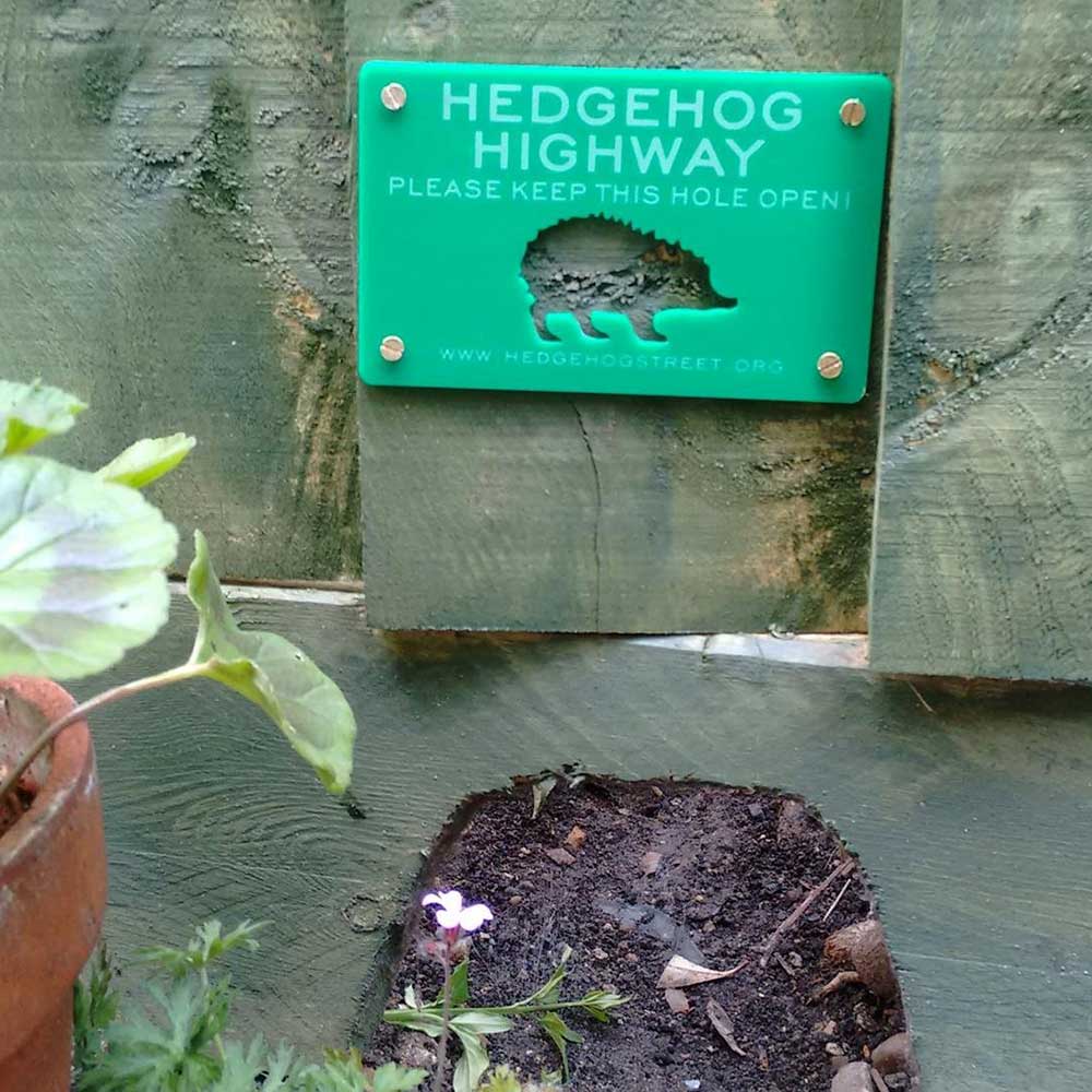 Love hedgehogs