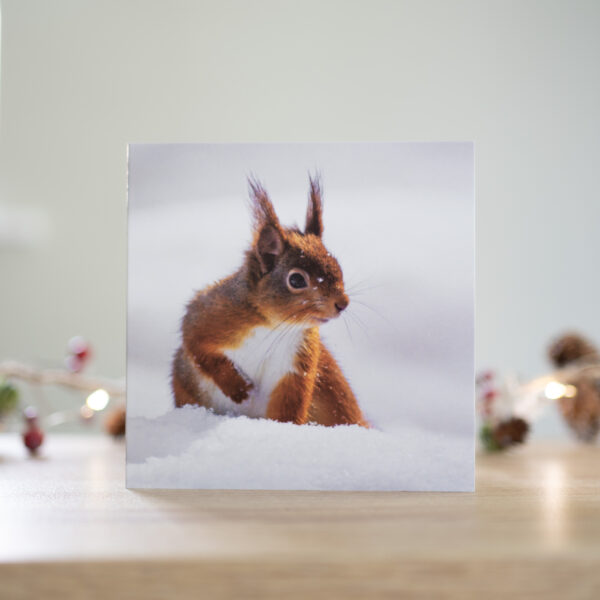 Red Squirrel Christmas Cards