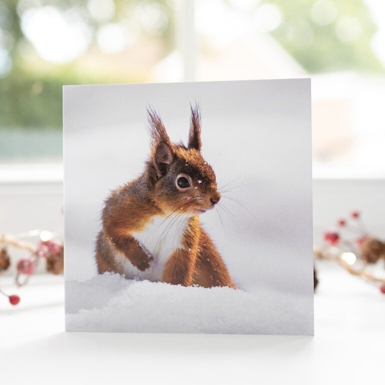 Red-squirrel-christmas-card-2022