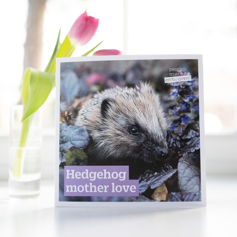 Hedgehog mother love Gift for nature card