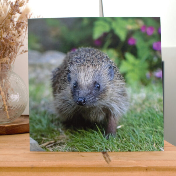 PTES Hedgehog Greetings Card