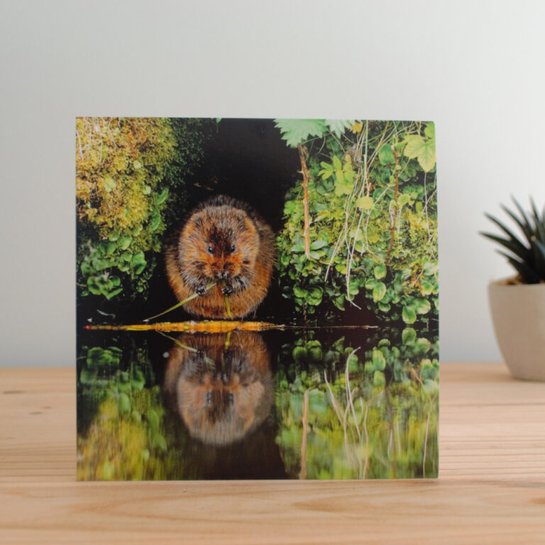 PTES Water Vole Card