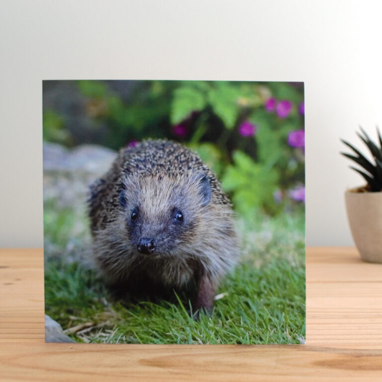 PTES Hedgehog Card