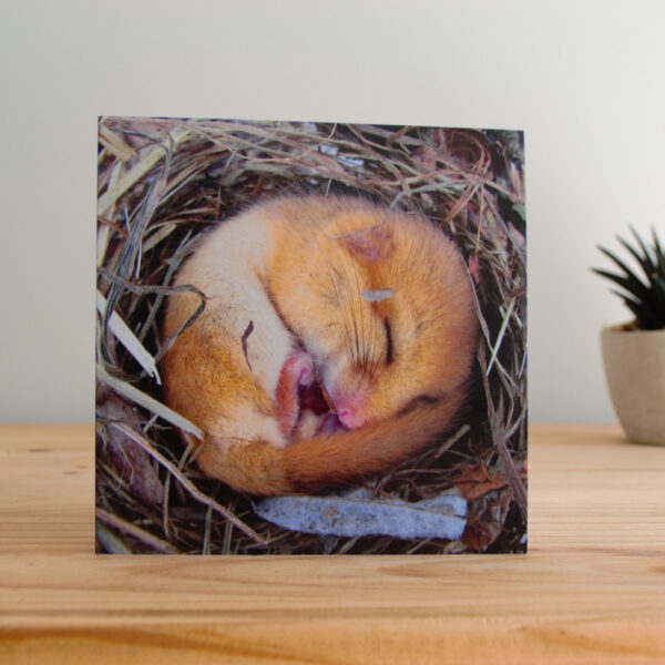PTES Dormouse Greetings Card