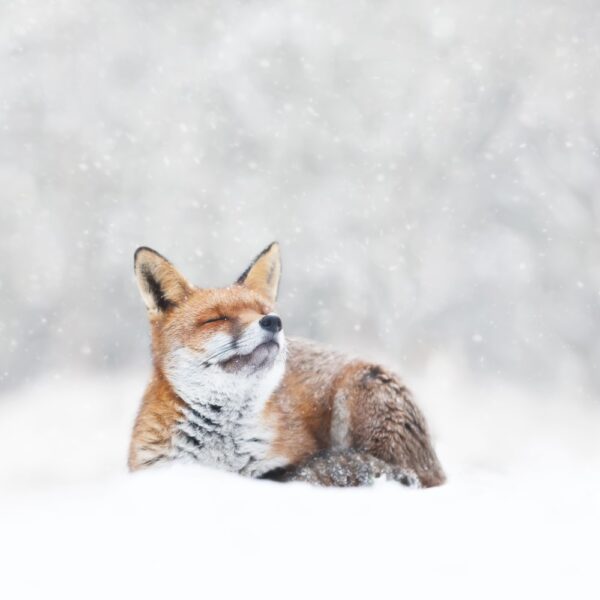 Fox in snow Christmas card 2024 - PTES Shop