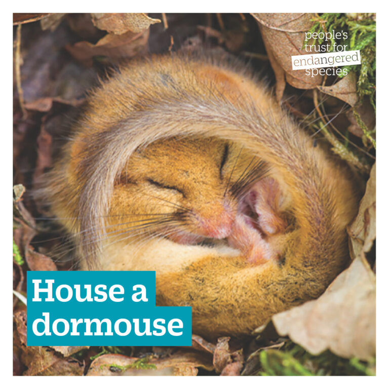 Dormouse Gift