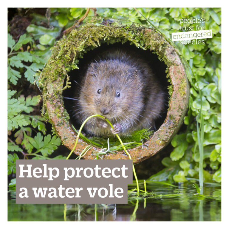 Water Vole Gift