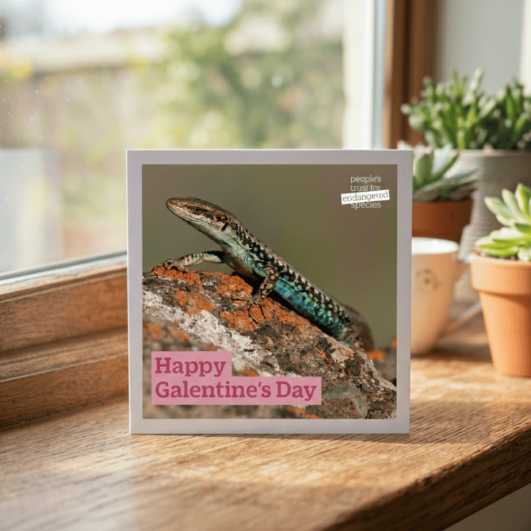 Rock Lizard Galentine's Gift People's Trust for Endangered Species - Gift for Nature