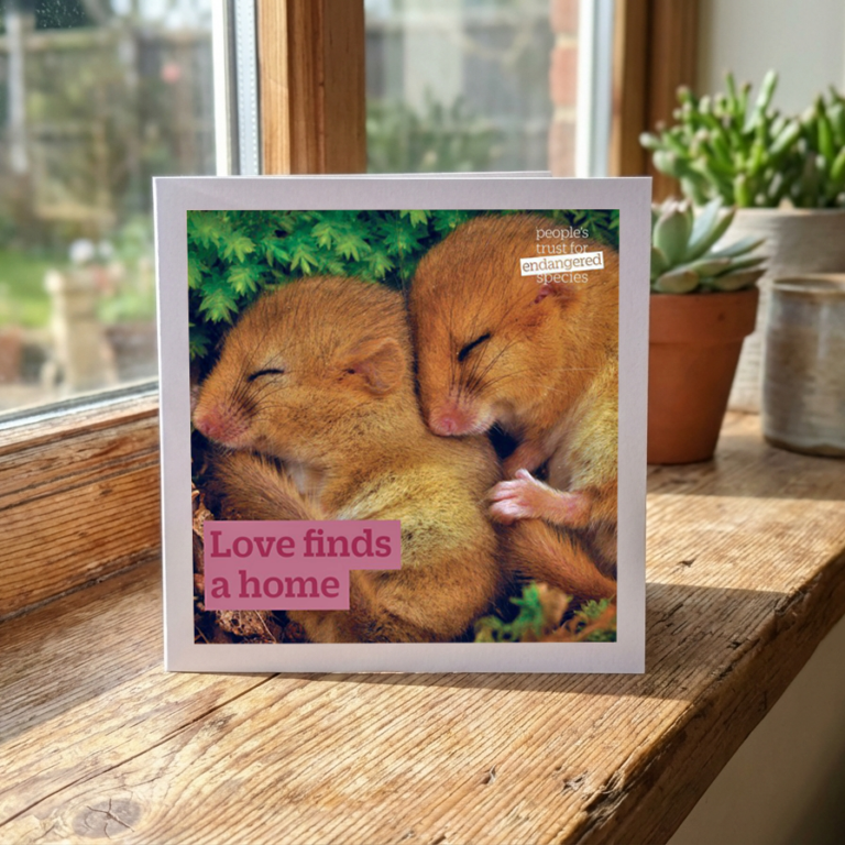 Dormice Love finds a home GFN - People's Trust for Endangered Species