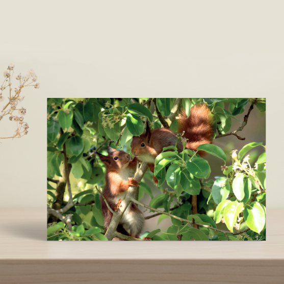 Red Squirrel Valentines Day Card - People's Trust for Endangered Species