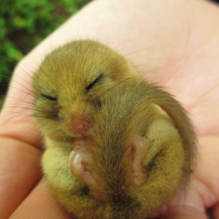 Event: Dormouse Ecology, Conservation and Woodland management (inc. handling)-Mon 7th, Tues 8th and Weds 9th September 2026