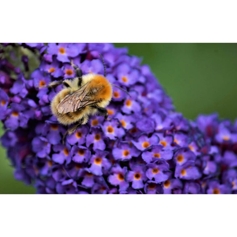 PTES - Buddleia and Bee Greetings Card