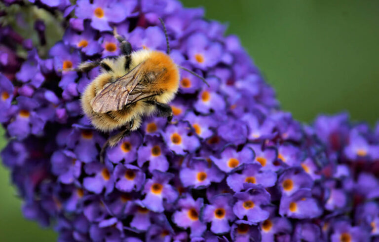 PTES - Buddleia and Bee Greetings Card