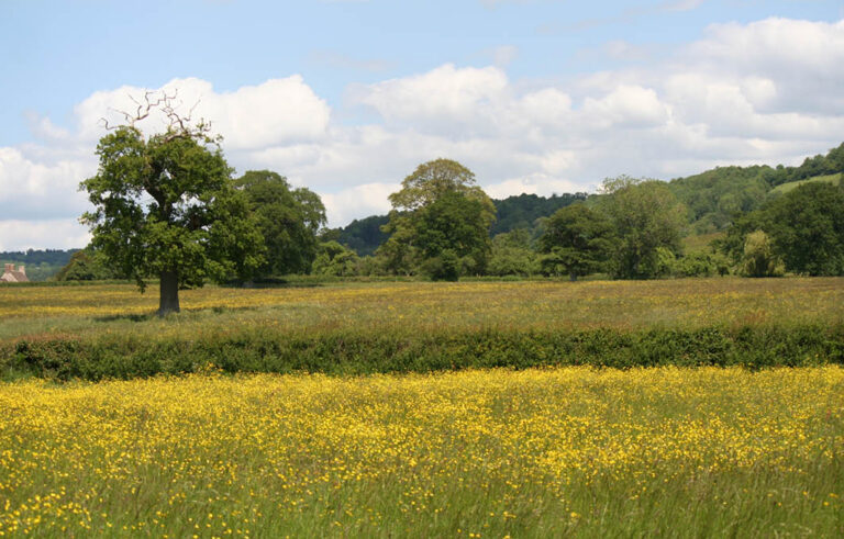 PTES - Buttercups Greetings Card