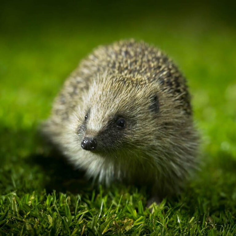 PTES - Hedgehog at Night Greetings Card