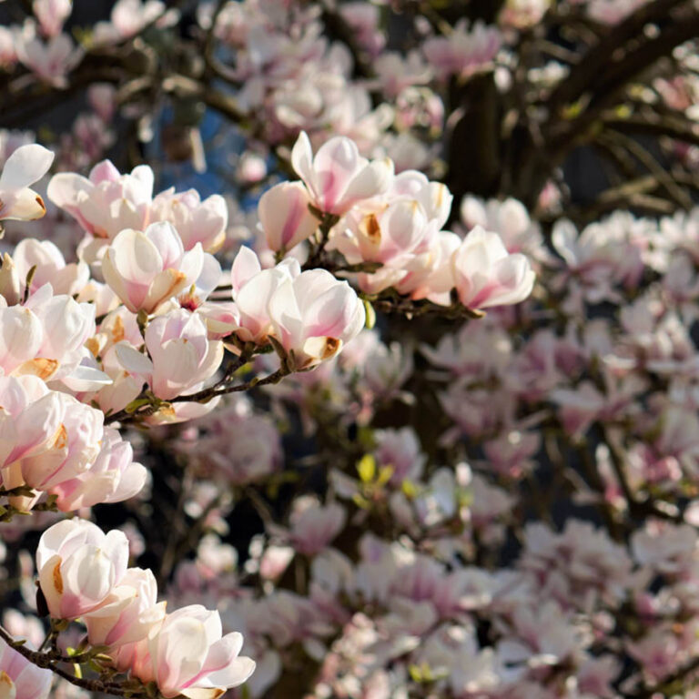 PTES - Magnolia Greetings Card