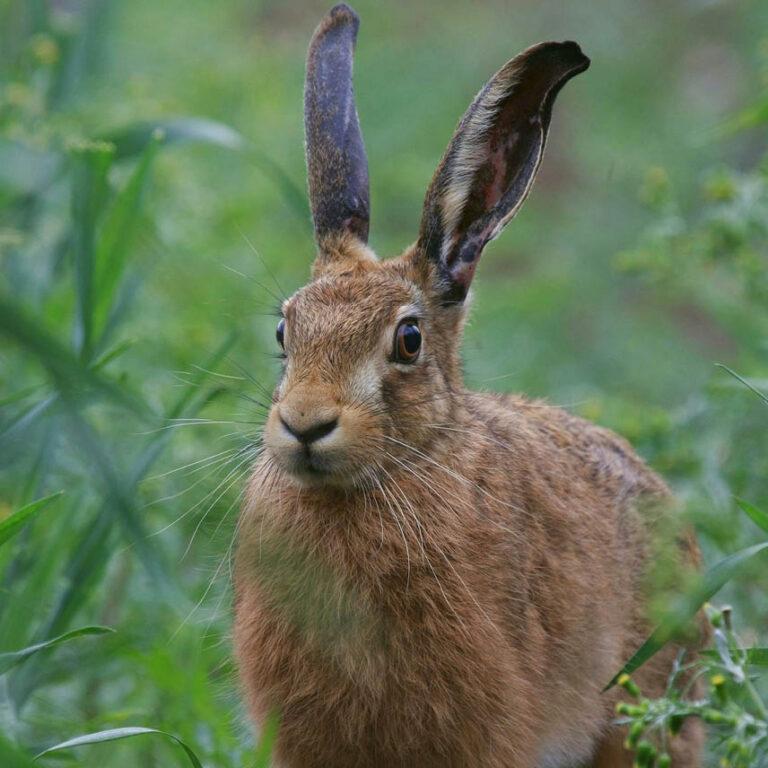 PTES - Spring Hare Greetings Card