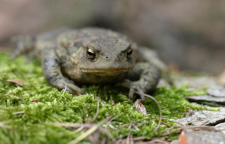 PTES - Toad Greetings Card