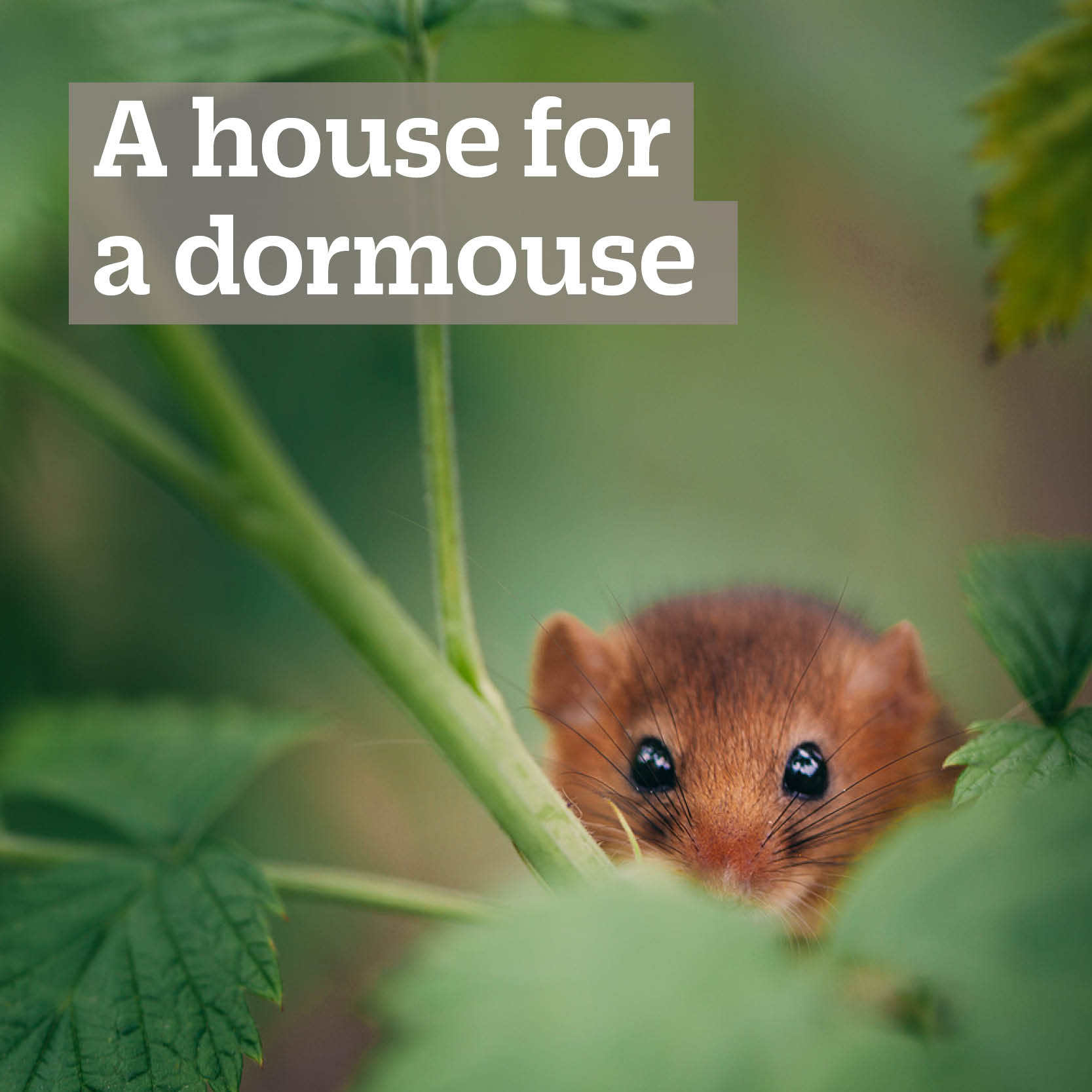 Gifts for Nature