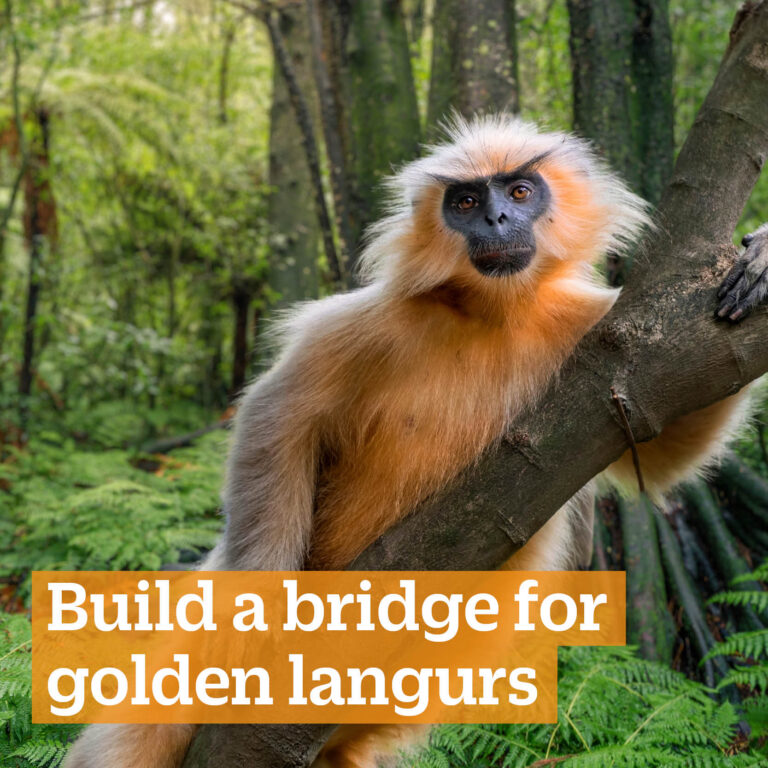 Build a bridge for golden langurs | E-gift