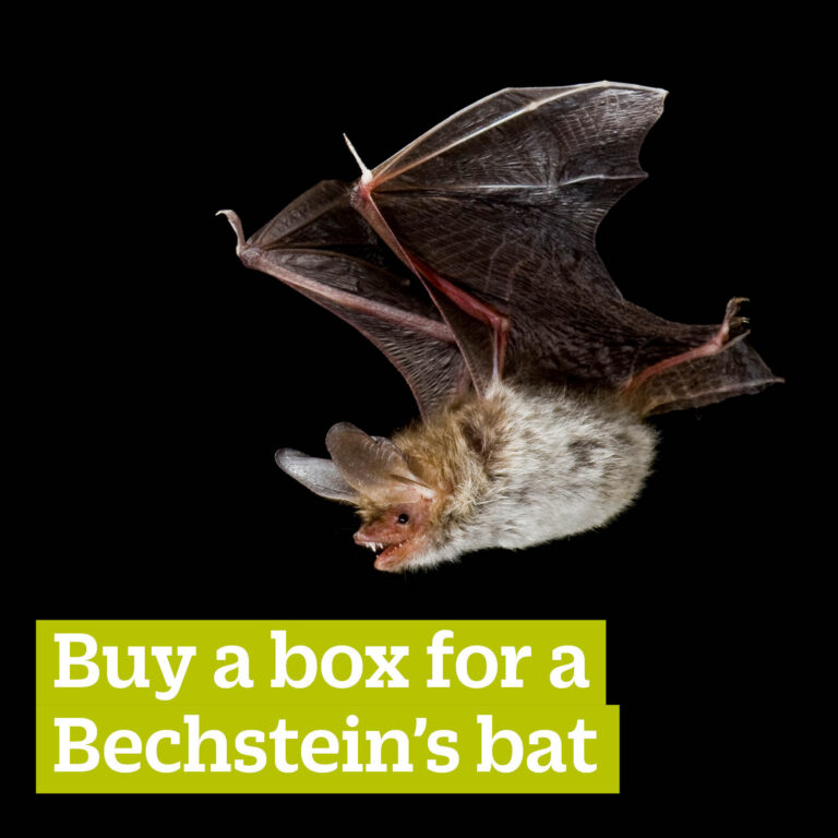 Buy a box for a Bechstein’s bats