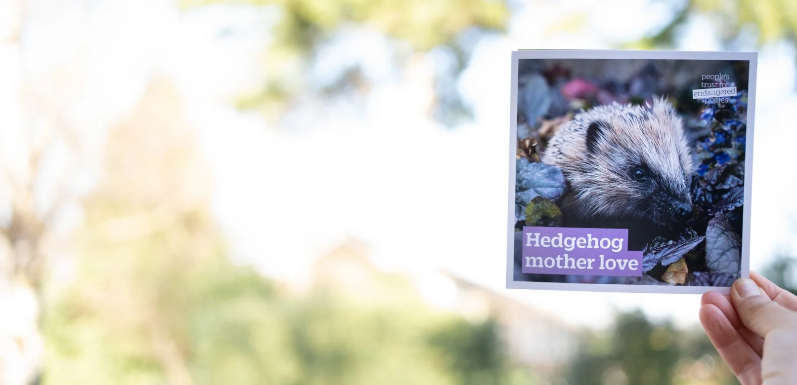 Hedgehog mother love Gift for Nature gift card header image