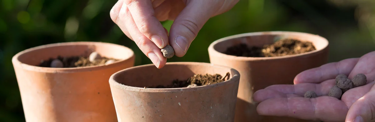 Seedball planting seed bombs in pot PTES Shop